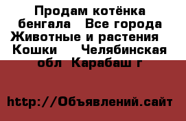 Продам котёнка бенгала - Все города Животные и растения » Кошки   . Челябинская обл.,Карабаш г.